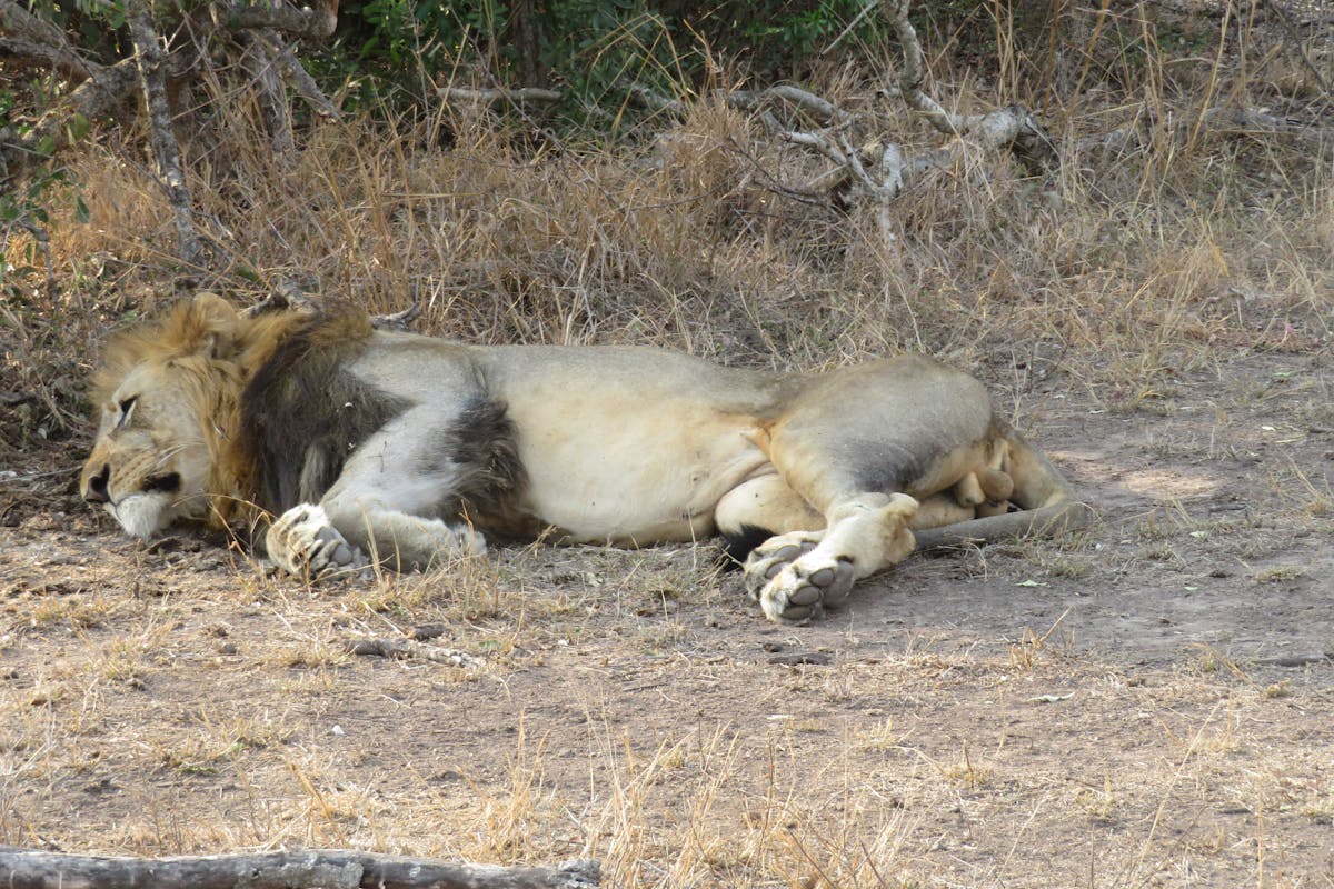 Rebecca Bower: lion relaxing
