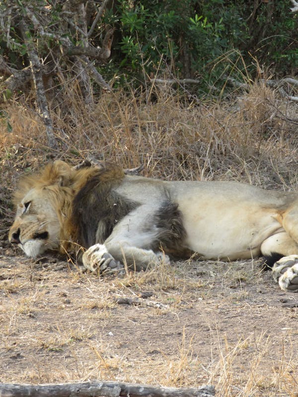 Rebecca Bower: lion relaxing