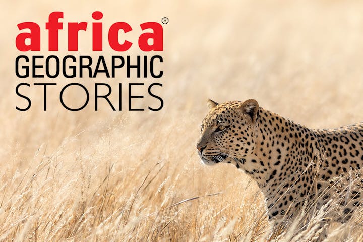 Africa Geographic Stories: The 7 Best Places To See Leopards In Africa