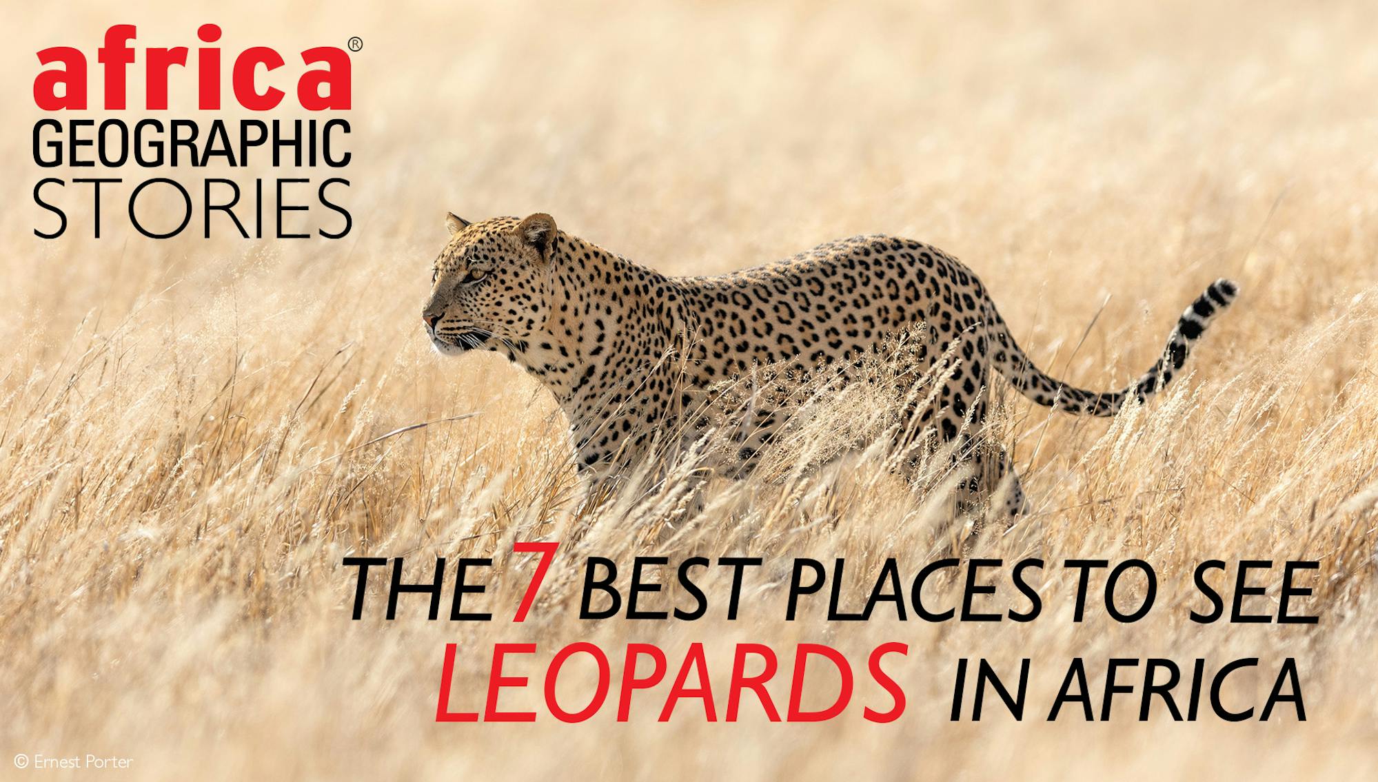 Africa Geographic Stories: The 7 Best Places To See Leopards In Africa