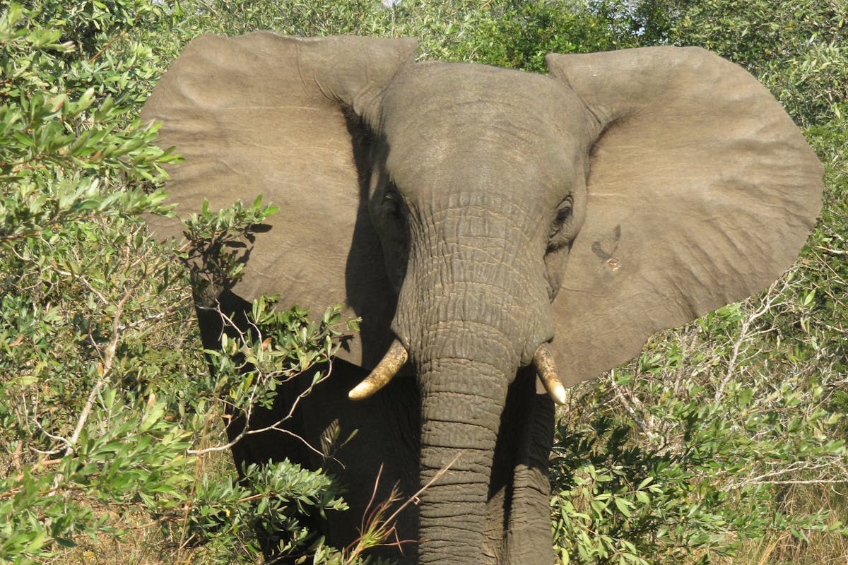 Ian Archer: close-up of an elephant