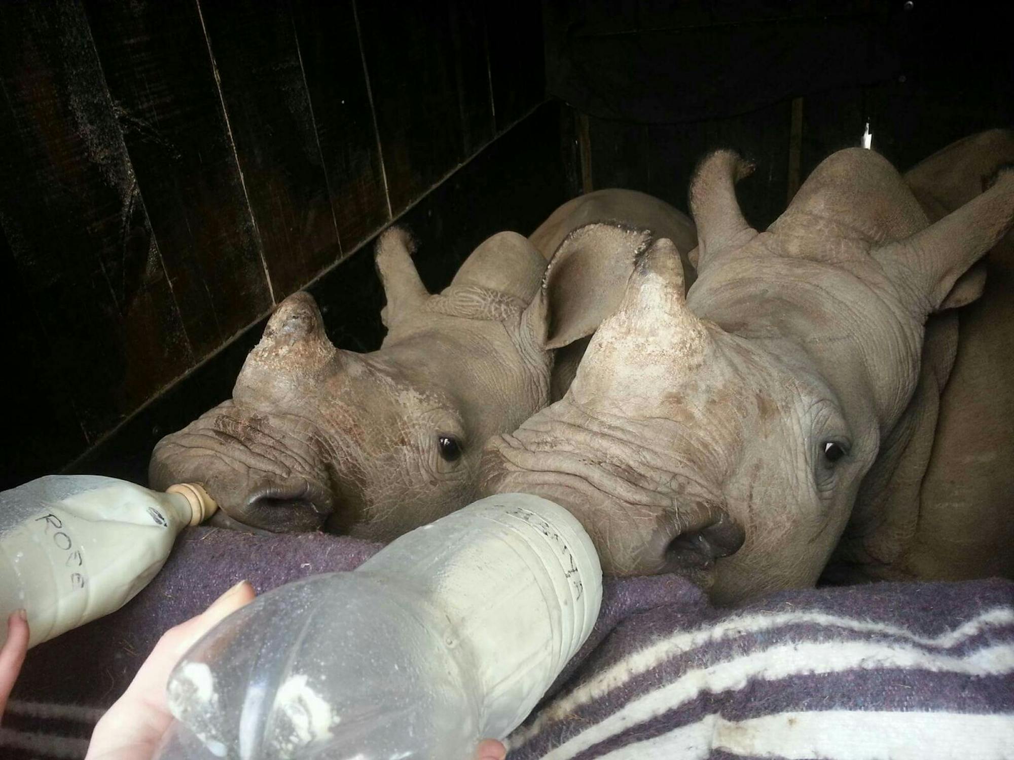 Rhino feeding
