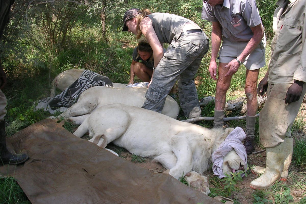 Group of ACE volunteers with immobilised white lions