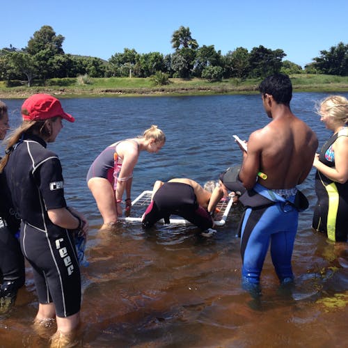 Group of students in the water monitoring seahorses