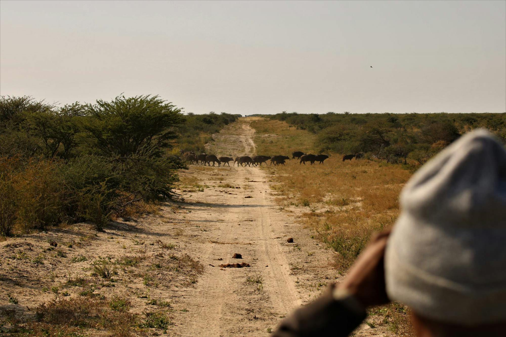 ACE volunteer viewing a buffalo herd