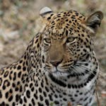 Leopard close up at Moholoholo