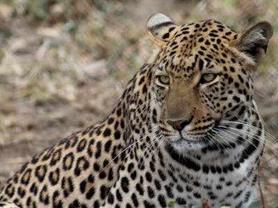 Leopard close up at Moholoholo