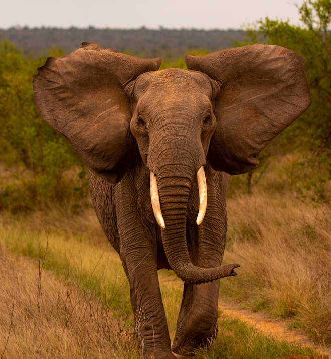An elephant mock charging towards the camera