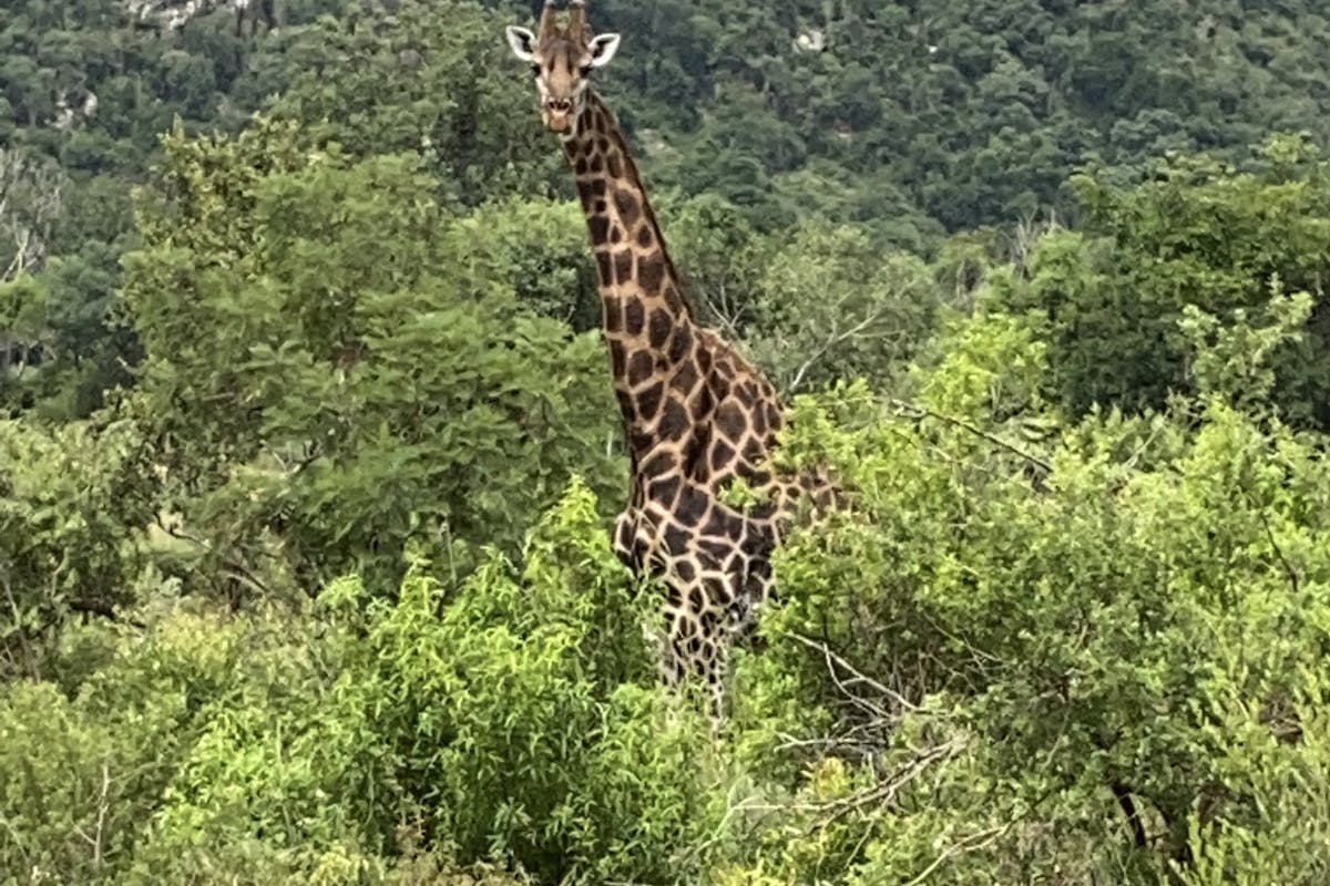 Chandra Kelton: giraffe
