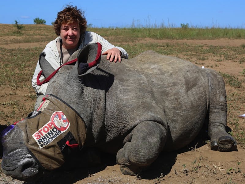 An ACE Volunteer poses with a sedated rhino