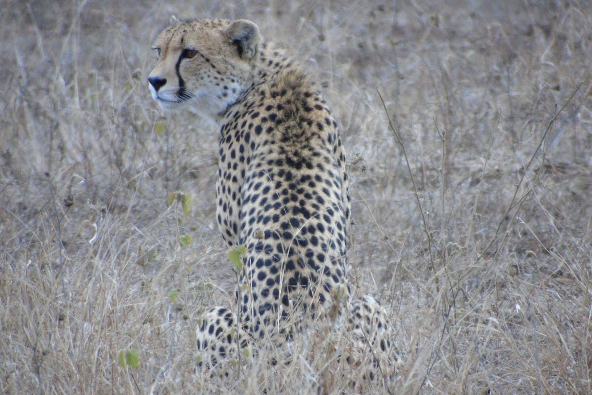 Benedict King: cheetah