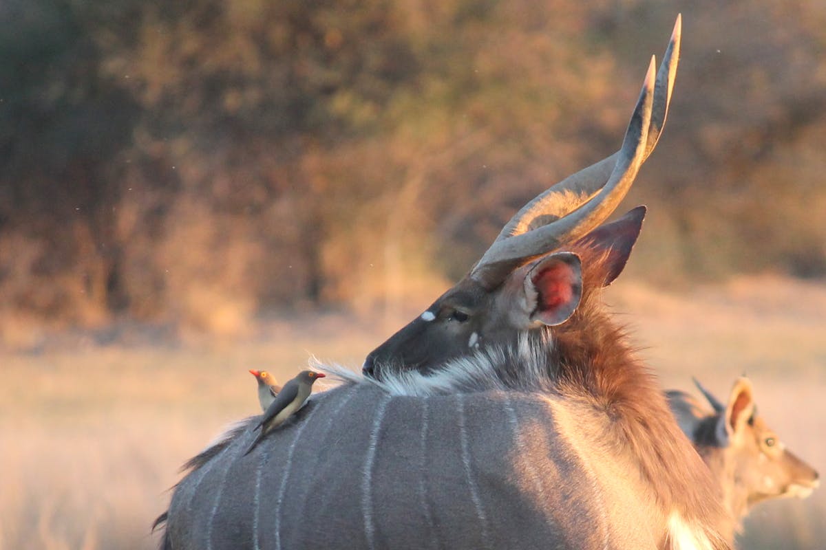A close-up of birds on top of an antelope