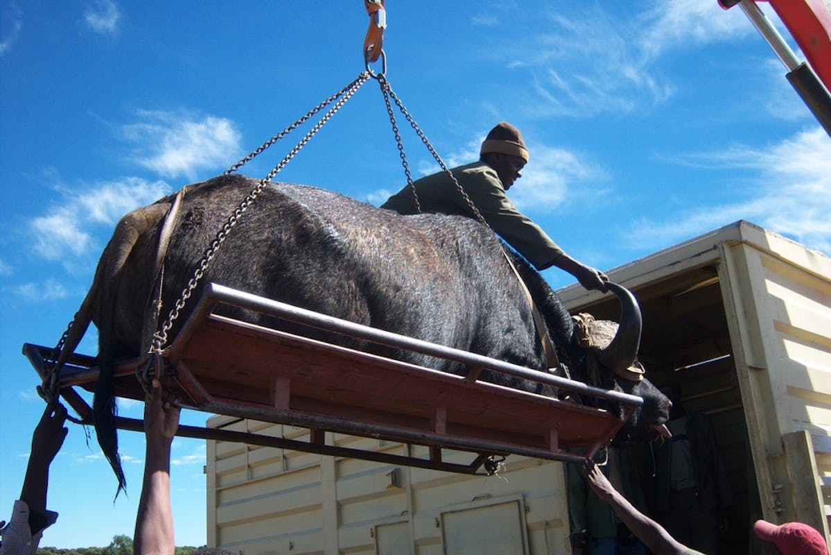 ACE volunteers assisting to lift a buffalo onto a vehicle