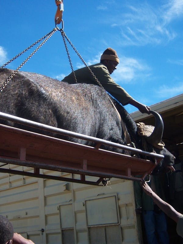 ACE volunteers assisting to lift a buffalo onto a vehicle