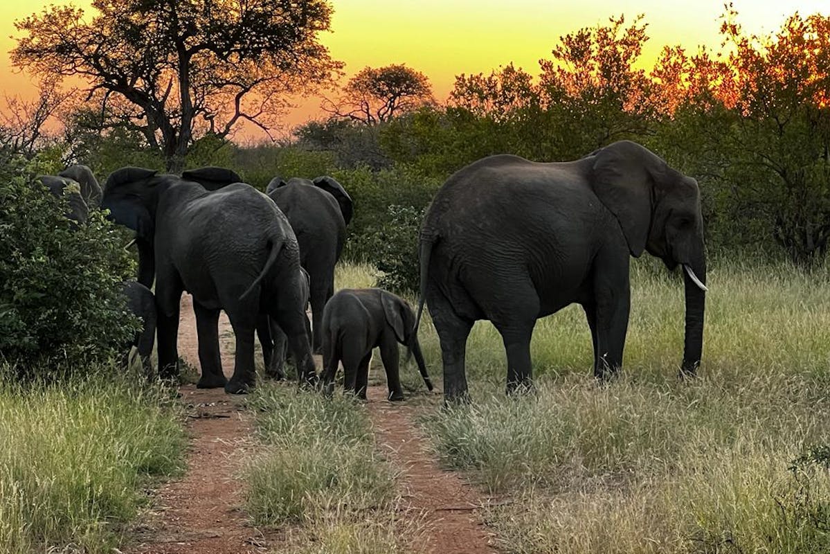 A family of elephants walking across the tracks
