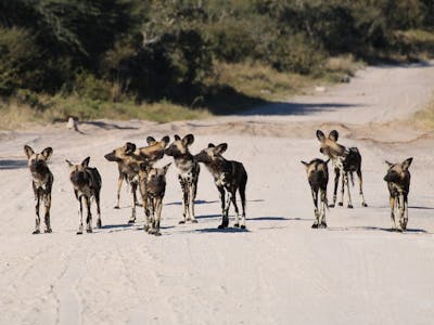 A pack of African wild dogs in the middle of a track in the Okavango Delta