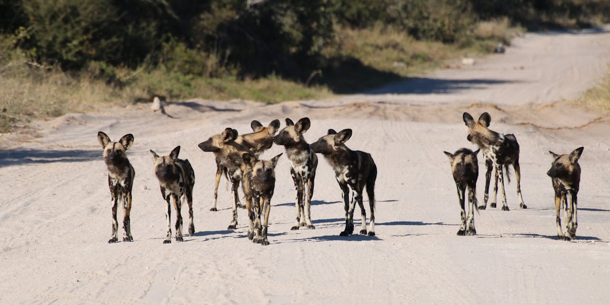 African Wild Dog Fact Sheet, Blog, Nature