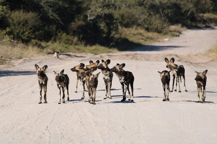 A pack of African wild dogs in the middle of a track in the Okavango Delta