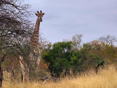 Lauryn Sitton: A giraffe in the bush