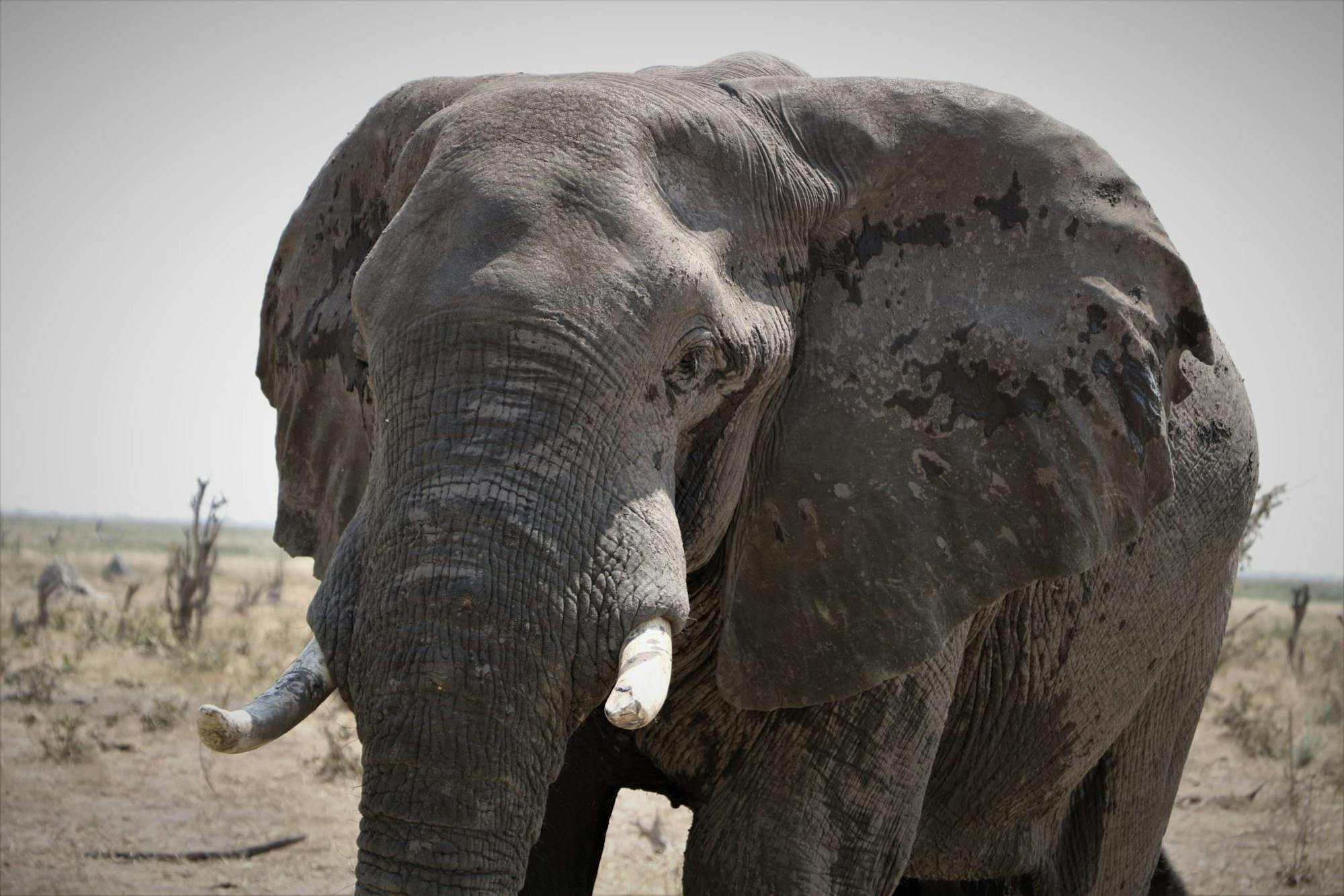 Close-up of an elephant