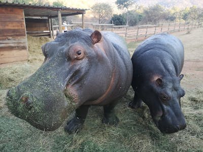 Tanya Stapleton: two hippos