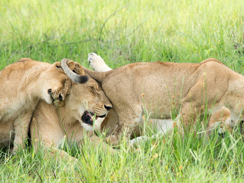 A lioness and cubs rubbing each other in long grass