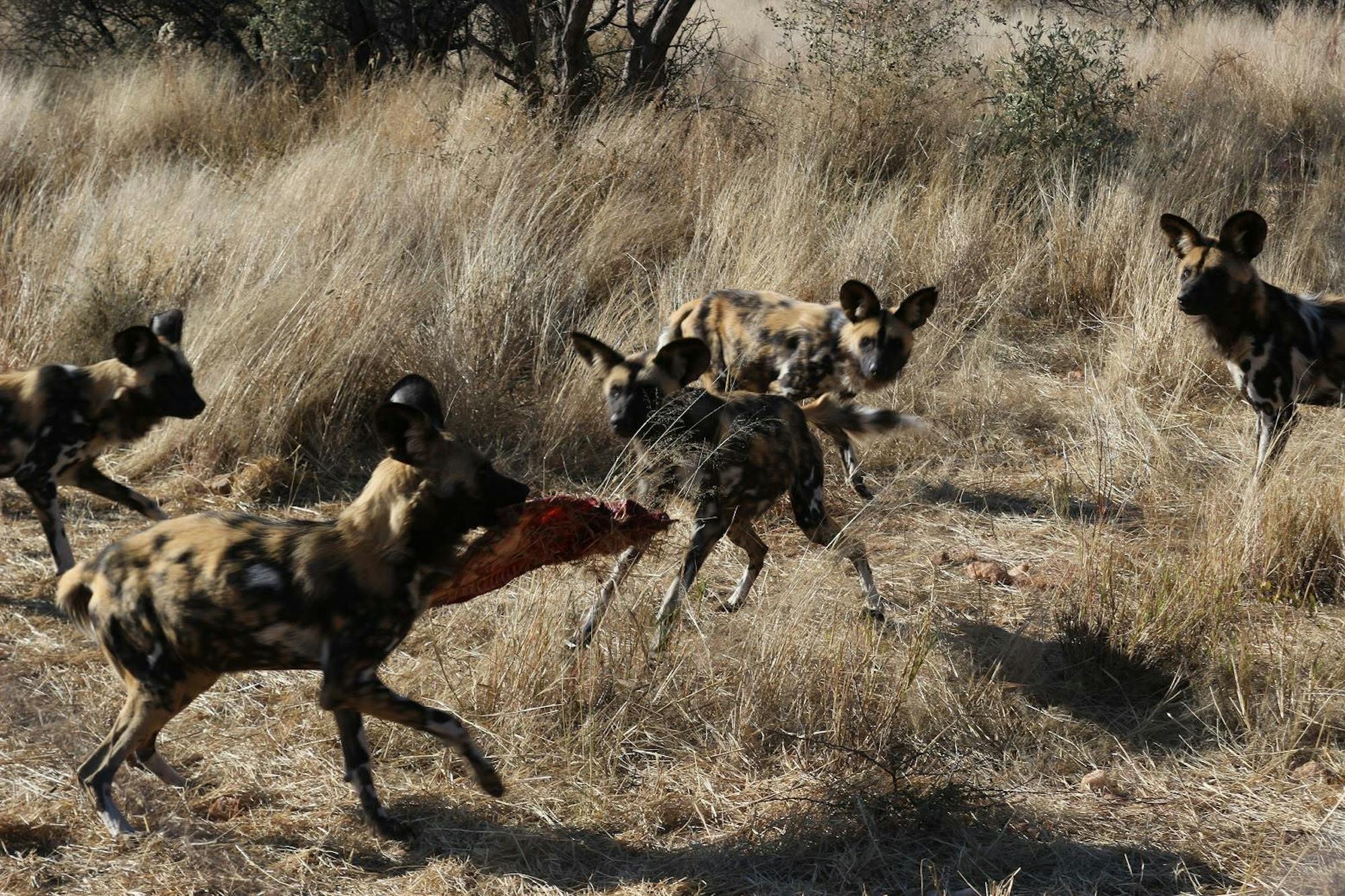 Wild Dogs feeding