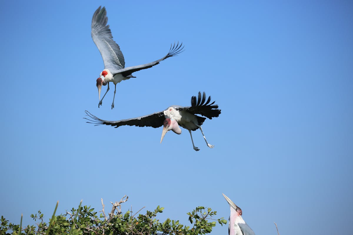 African birds in flight against a blue sky