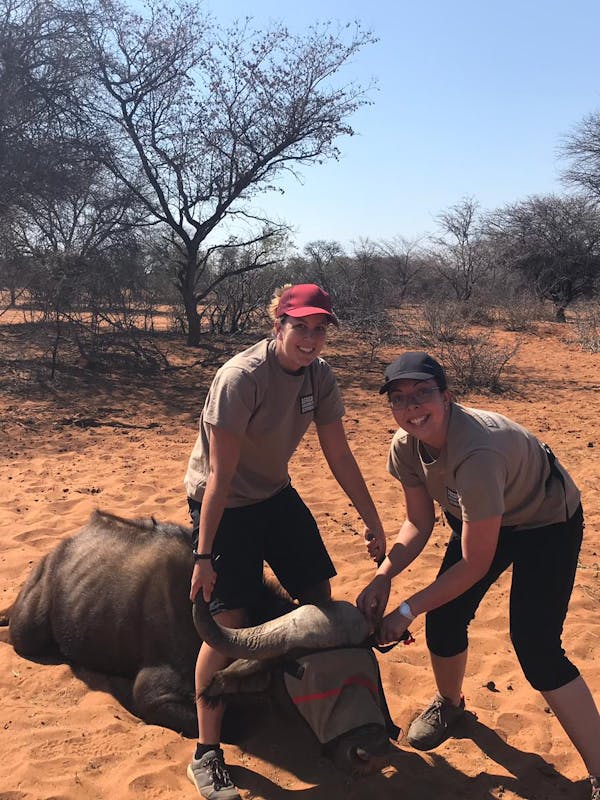 Emma Ruggles: posing with a friend next to a sedated buffalo