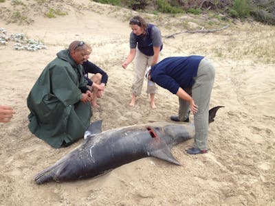 Students and professionals attending to a dead dolphin as part of research