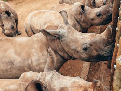 Maartje van Vlerken: rhinos at feeding time