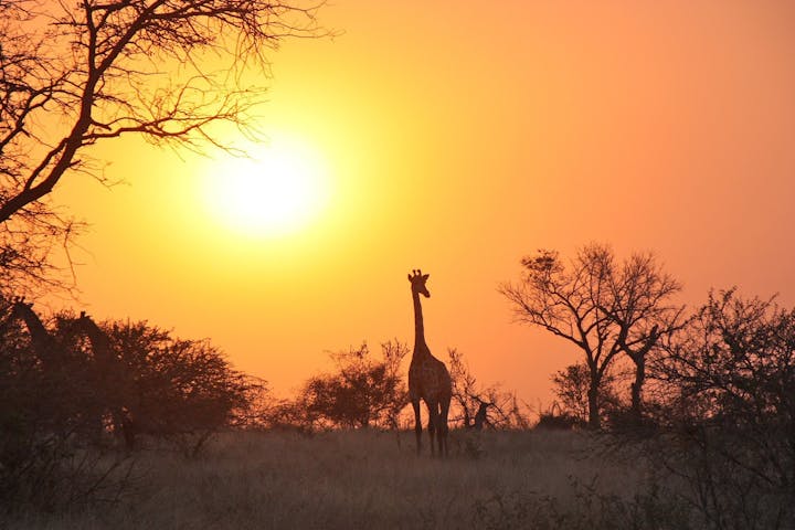 Giraffe silhouette at sunset