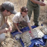 Shimongwe vet working with sedated cheetah