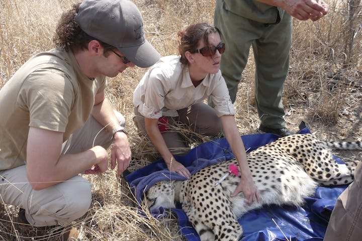 Shimongwe vet working with sedated cheetah