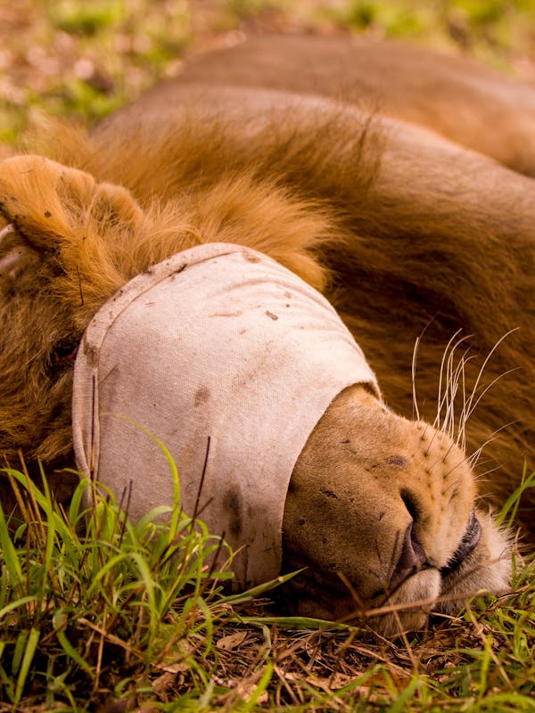 Karl Johan Nils Friberg: blindfolded lion at Phinda Private Game Reserve