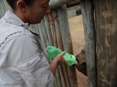 Martin and Julie While: Julie bottle feeding a baby rhino at Care for Wild