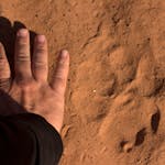 Hand next to a lion track