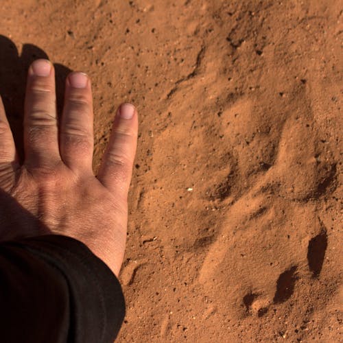 Hand next to a lion track