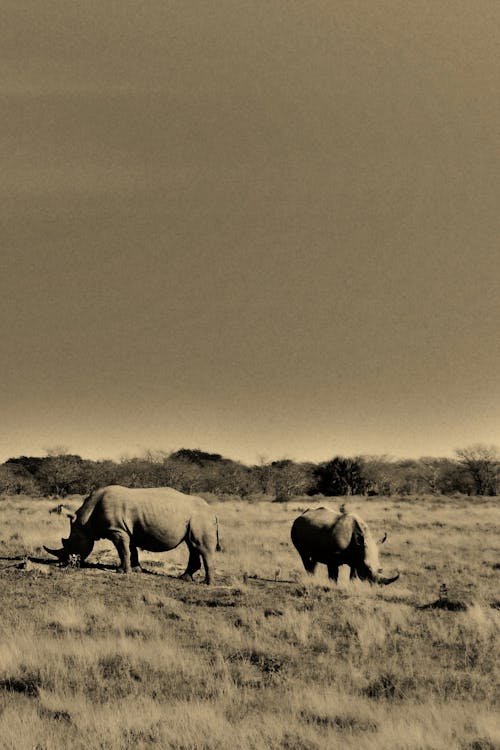 Rhino herd on a plain