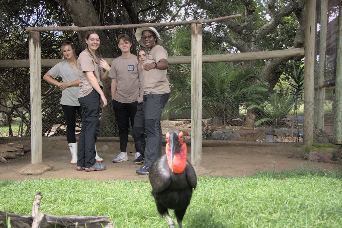 Group of students looking and viewing at a bird at Moholoholo Rehabilitation Centre
