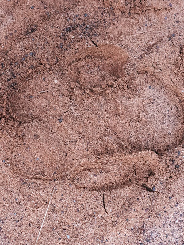 Close-up of a rhino track