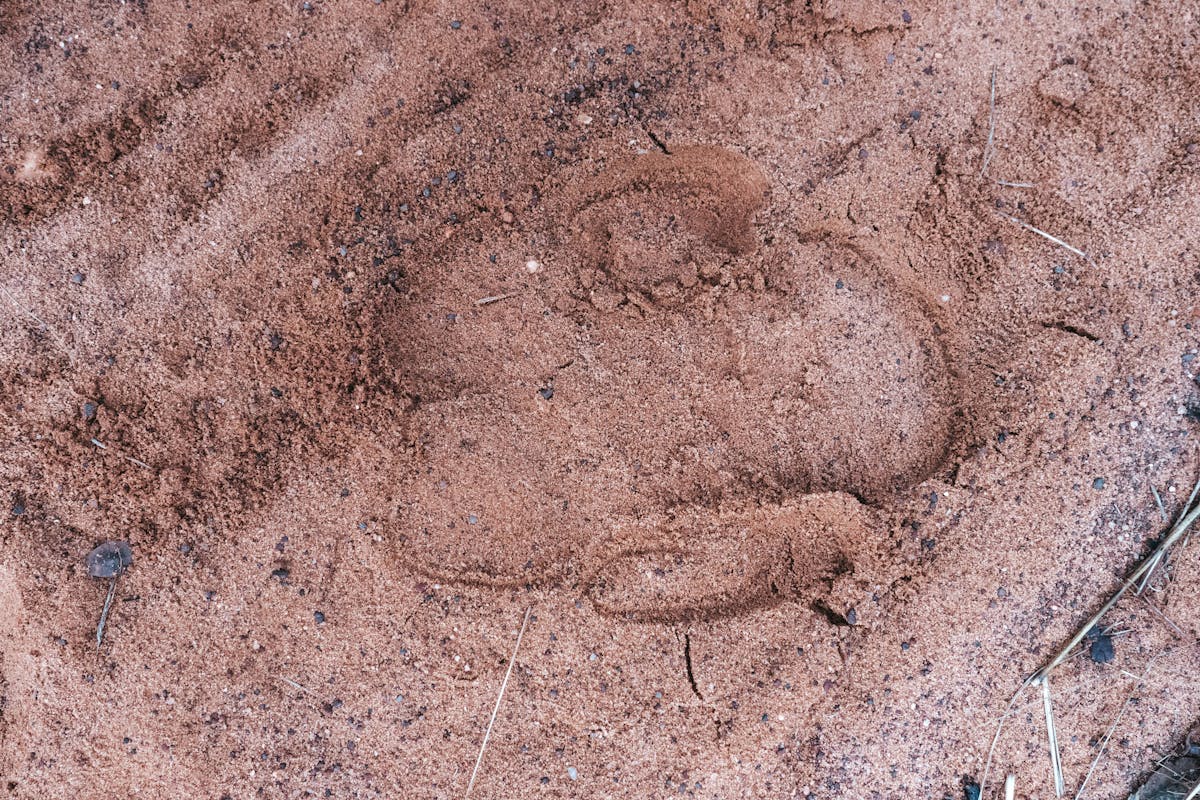 Close-up of a rhino track