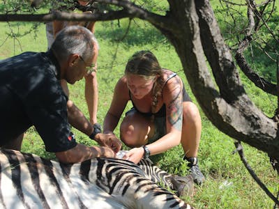 ACE volunteer assisting a professional vet in the field, working on a sedated zebra