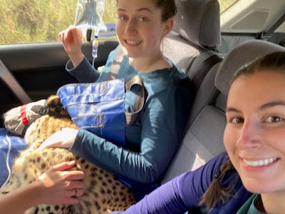 Two female volunteers hold a sedated cheetah in a vehicle 