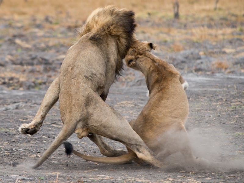 A lion and lioness mating