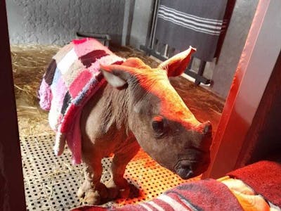Charlie Krekels: baby rhino at Golola