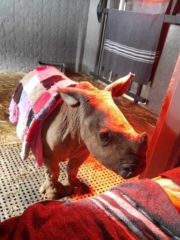 Charlie Krekels: baby rhino at Golola