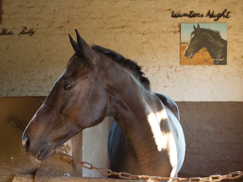 Close-up of a horse in the stable