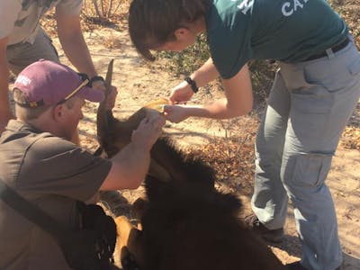 Keavy Garland: veterinary work in the field