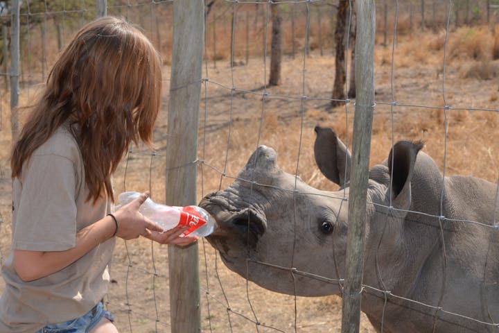 An ACE volunteer feeding a rhino calf through a fence at Care for Wild Africa